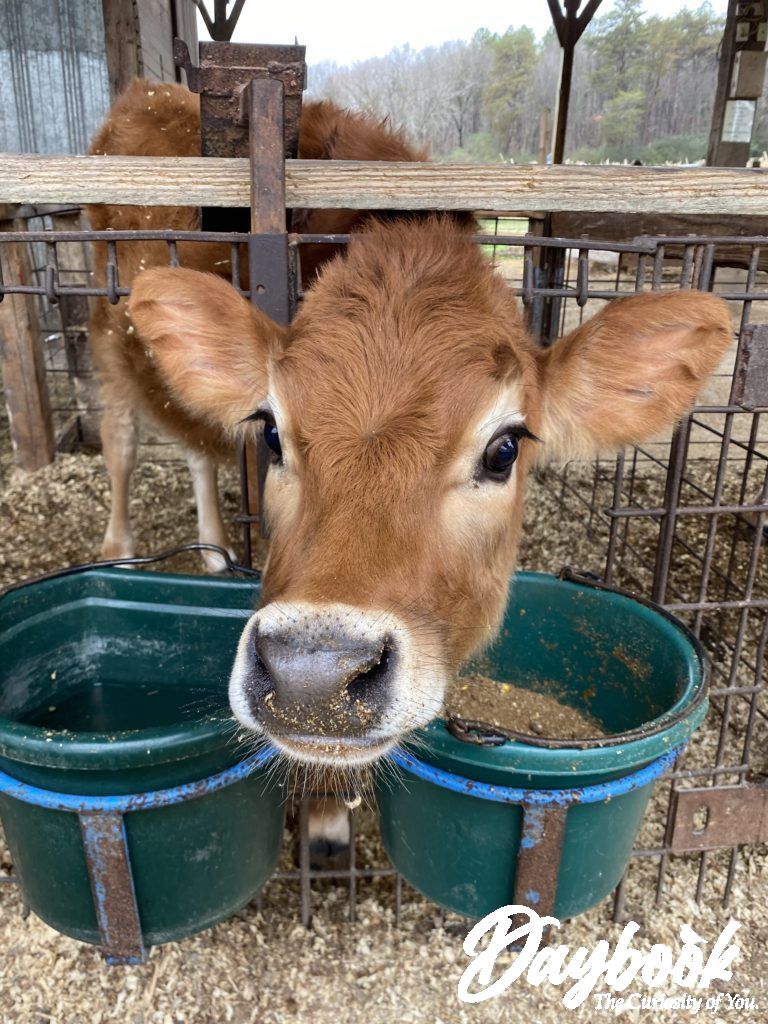 Calf sticking his head through a fence at a local farm