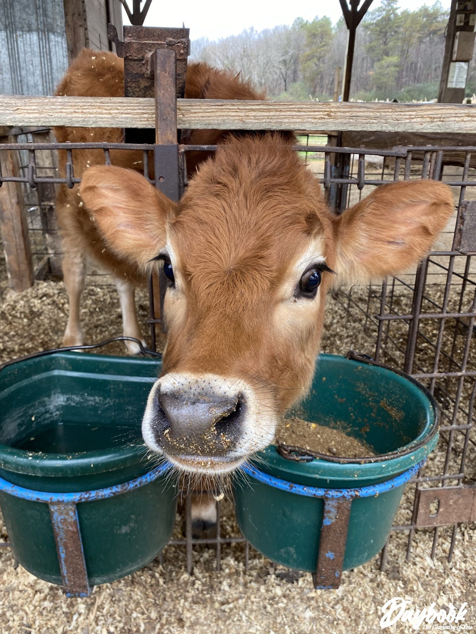 Calf sticking his head through a fence at a local farm