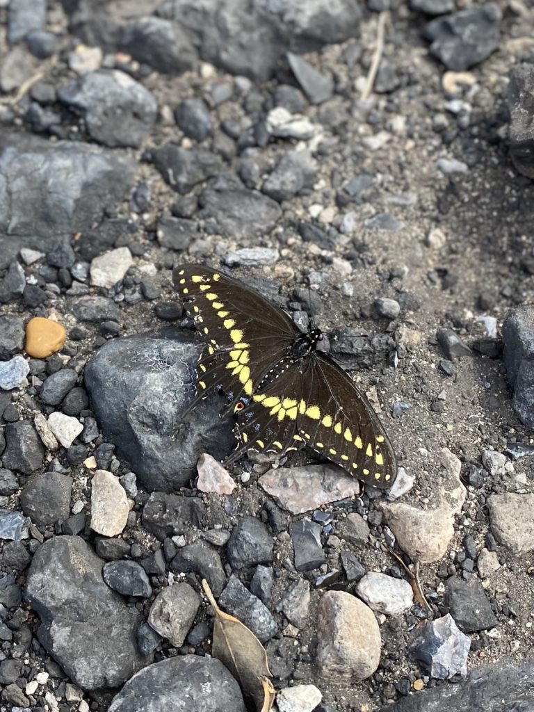 butterfly on the rocky ground