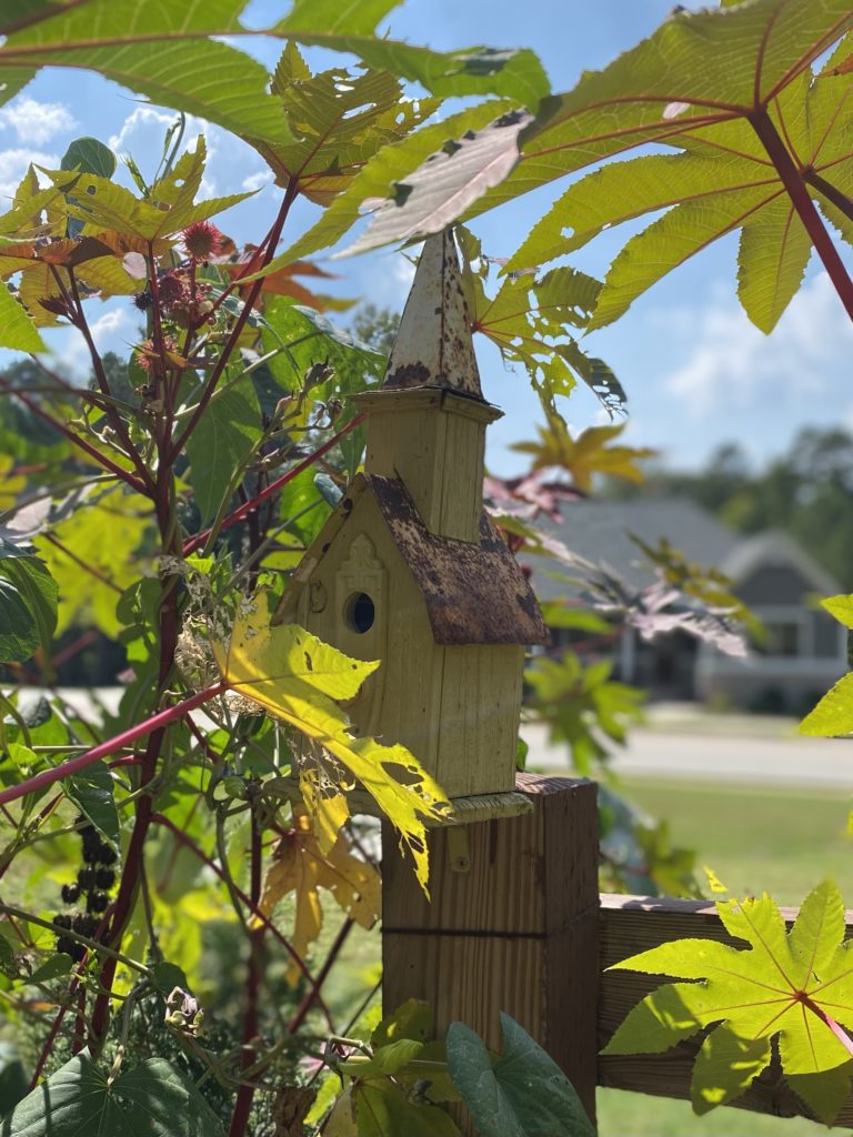 Birdhouse in a garden of okra