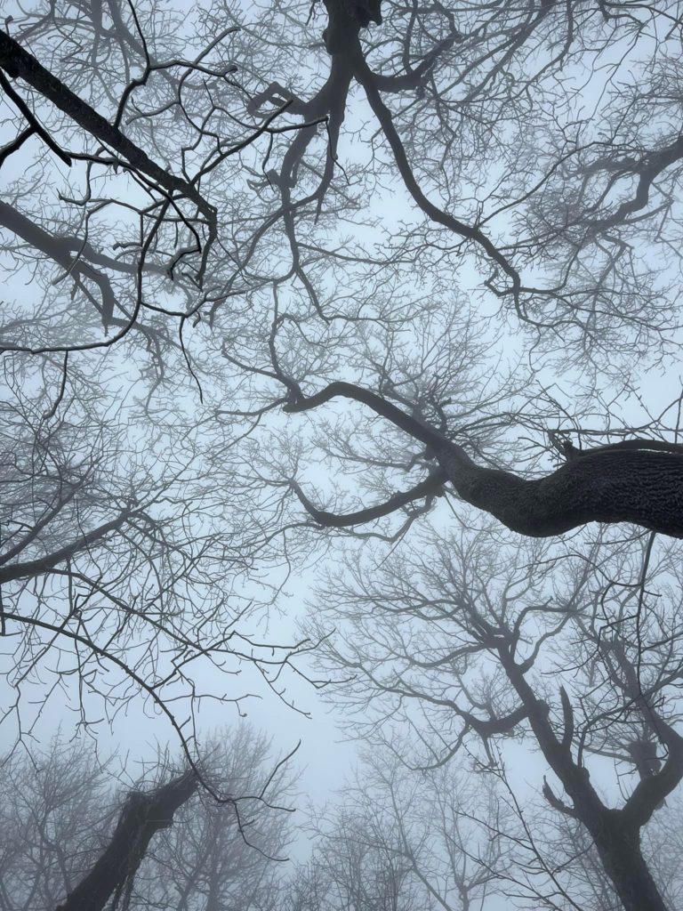 A view looking up into the sky through snowy trees while hiking.