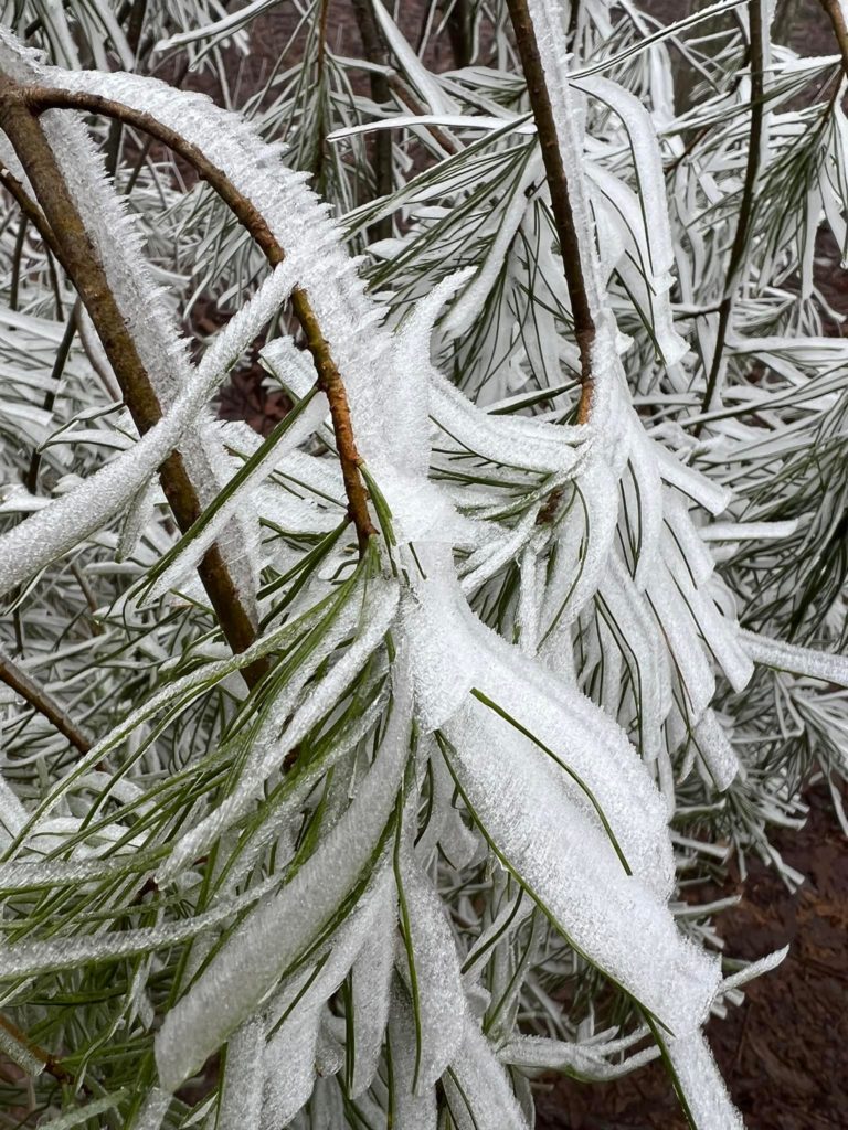 Up close picture of icy pine branches.