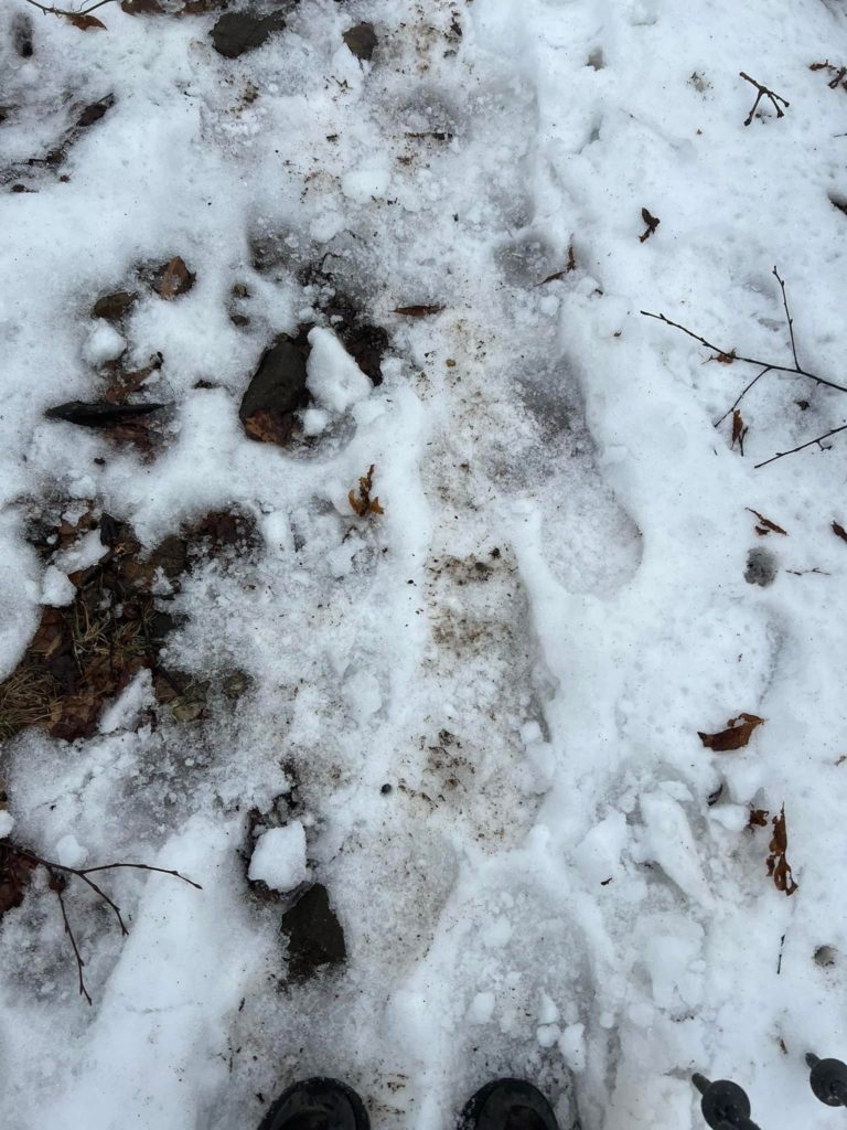 Large footprints in the snow along a trail.