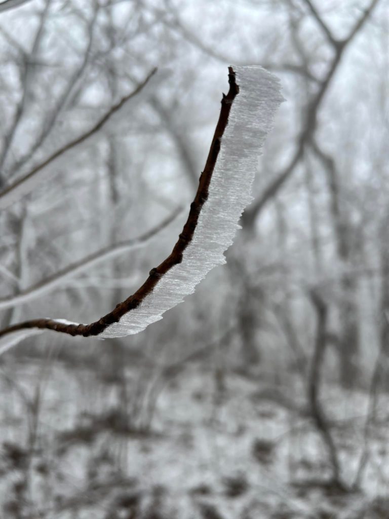 A frozen branch with ice frozen while blowing sideways.