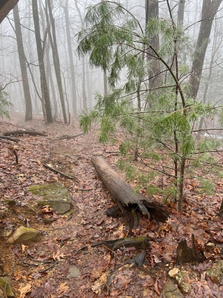A fallen log on a hiking trail in the woods near Amicalola Falls
