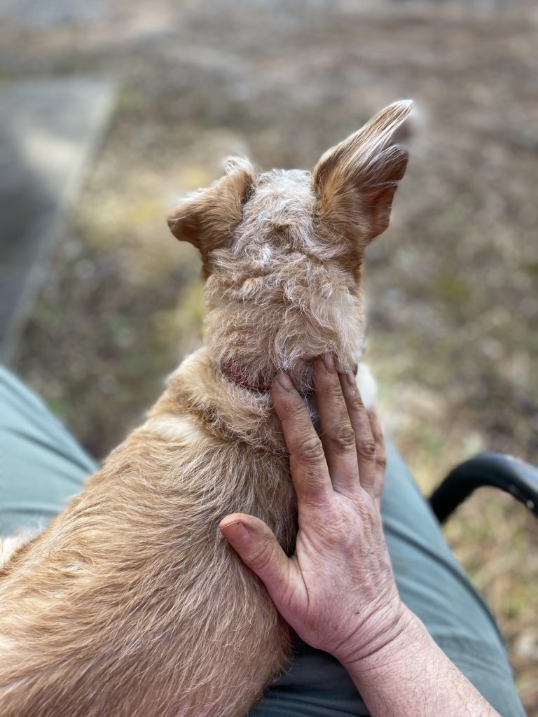 A dog sitting in a lap with a muddy hand resting on her back.
