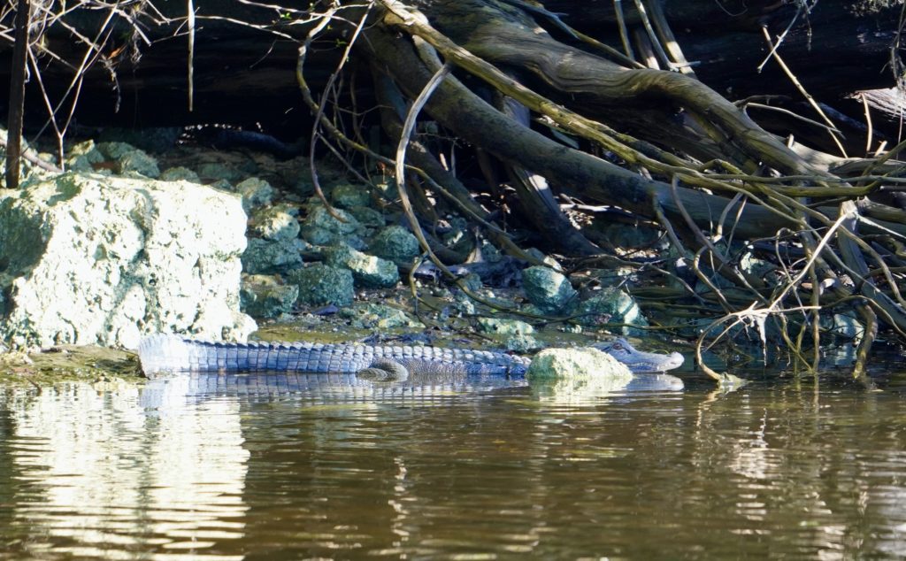 An alligator rest under the rocks on the side of the river.