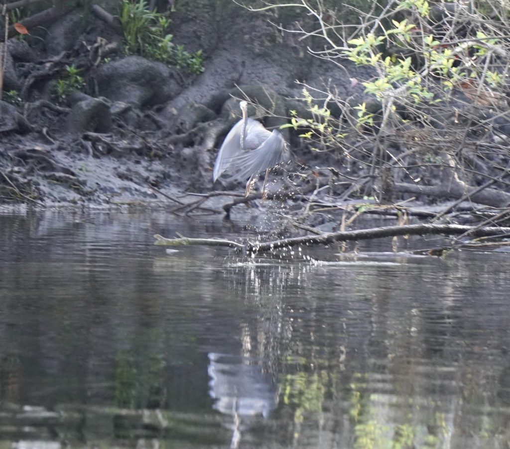 A river bird seeing its reflection and flying away from the rivers edge.