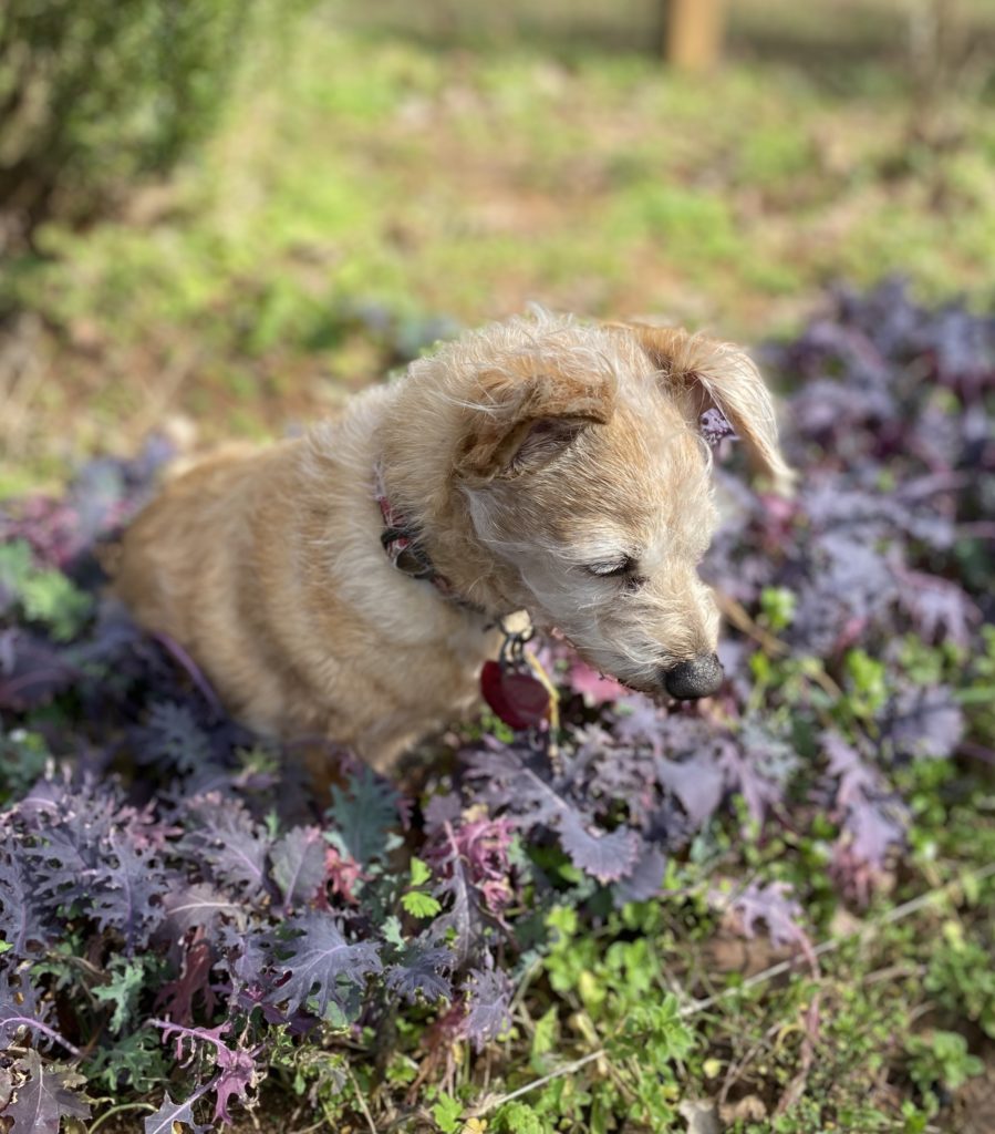 Sweet pupply sitting in the sun in the middle of purple kale growing in a garden.