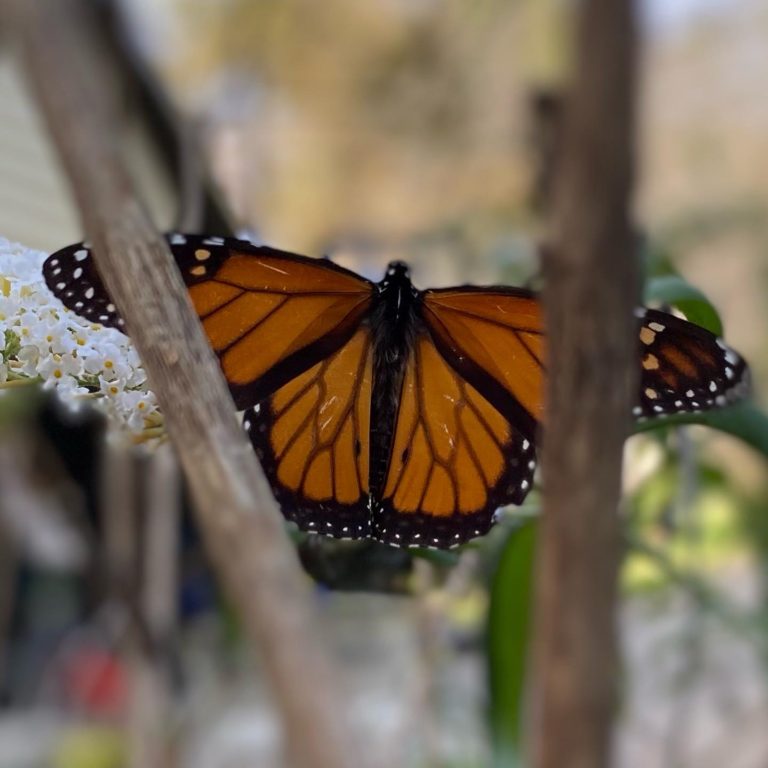 A large viceroy butterfly between two branches with wings spread out.