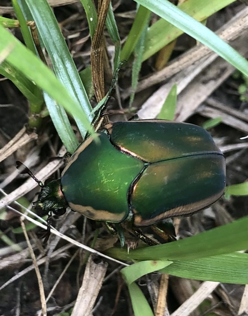 A bright green june bug beetle in the grass.