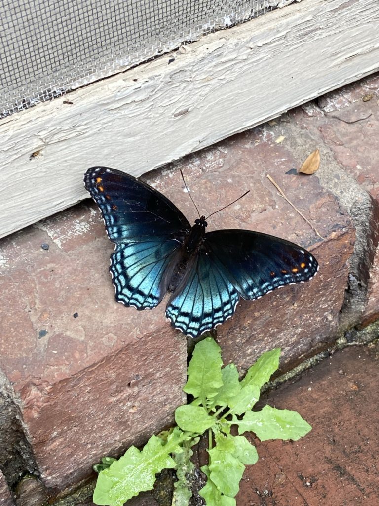A red-spotted purple butterfly on a brink patio.