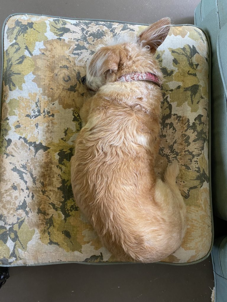 A small tan dog sleeping on a vintage floral cushion.