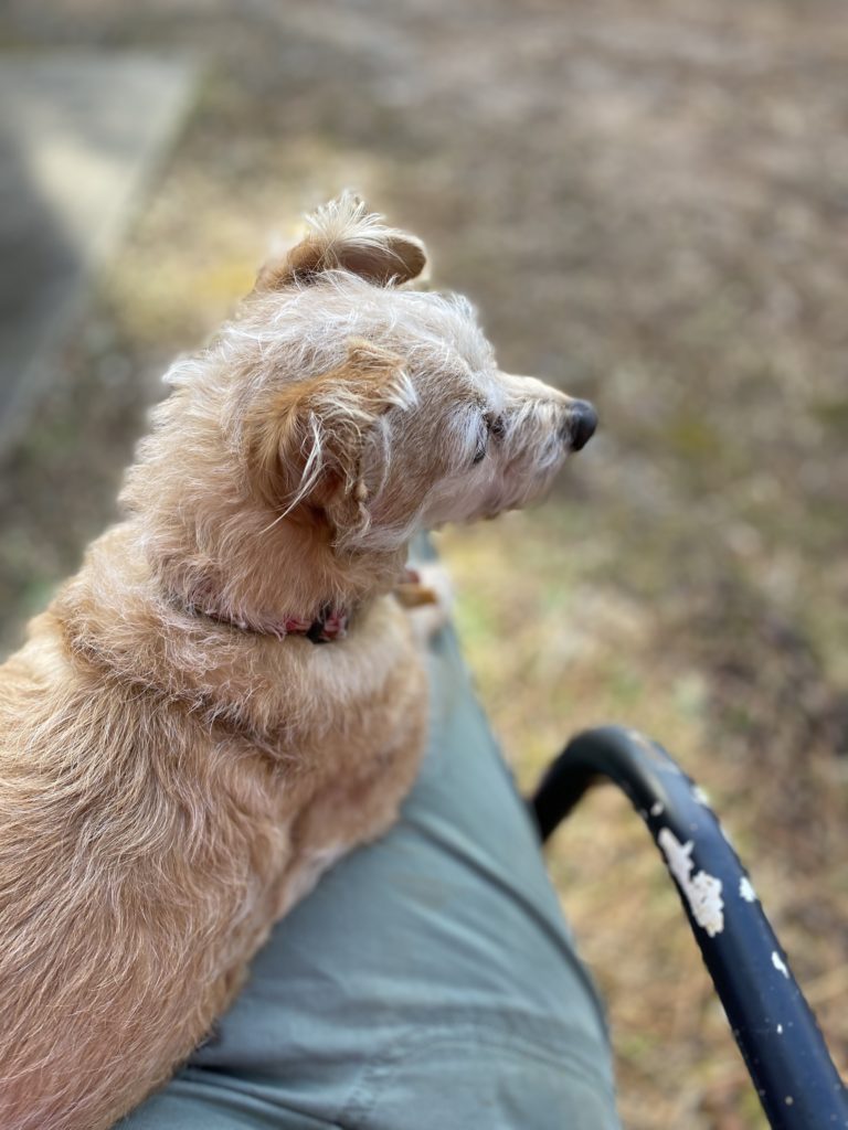 A small tan dog sitting in her owner's lap outside.