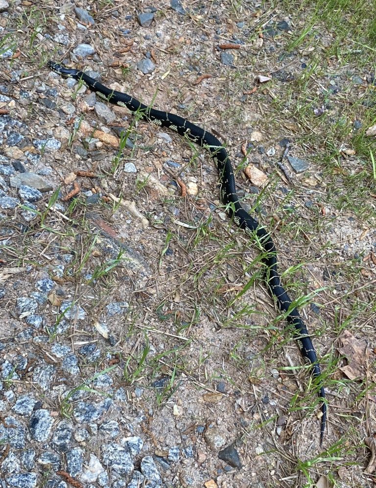 A black rat snake sunning on a gravel path.