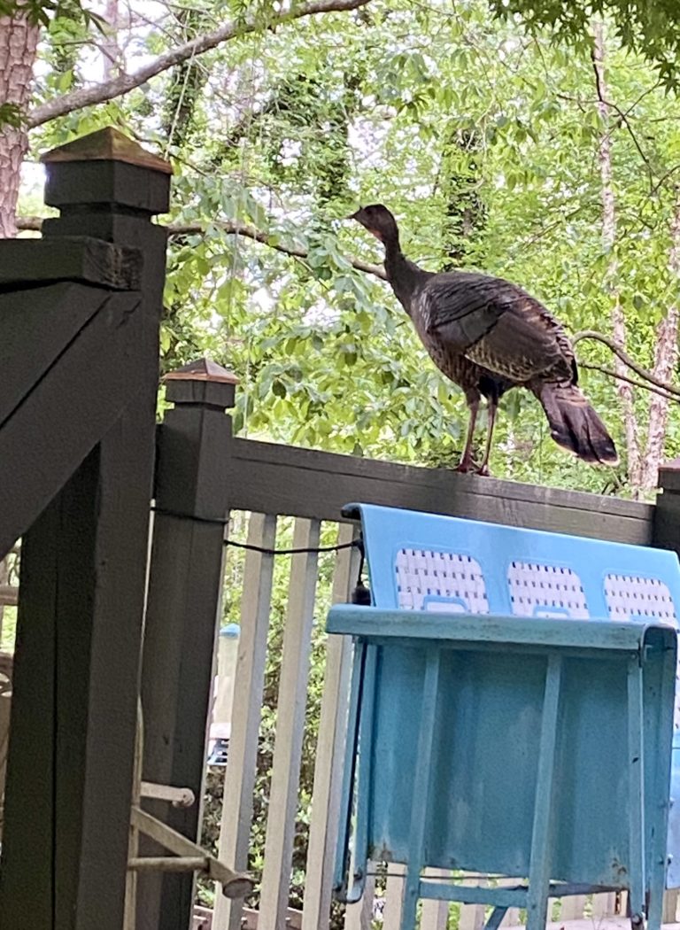 A turkey standing on the rail of a deck at a house.