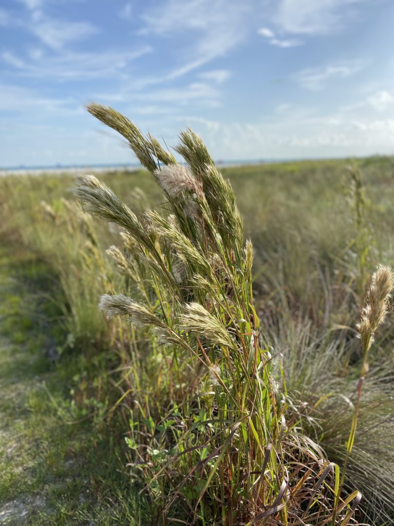 Tall wheat grass along the path heading to the coastline