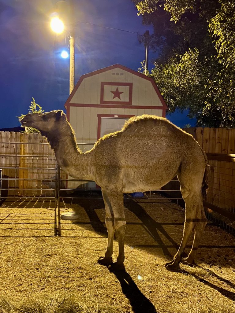 A camel at night in Texas
