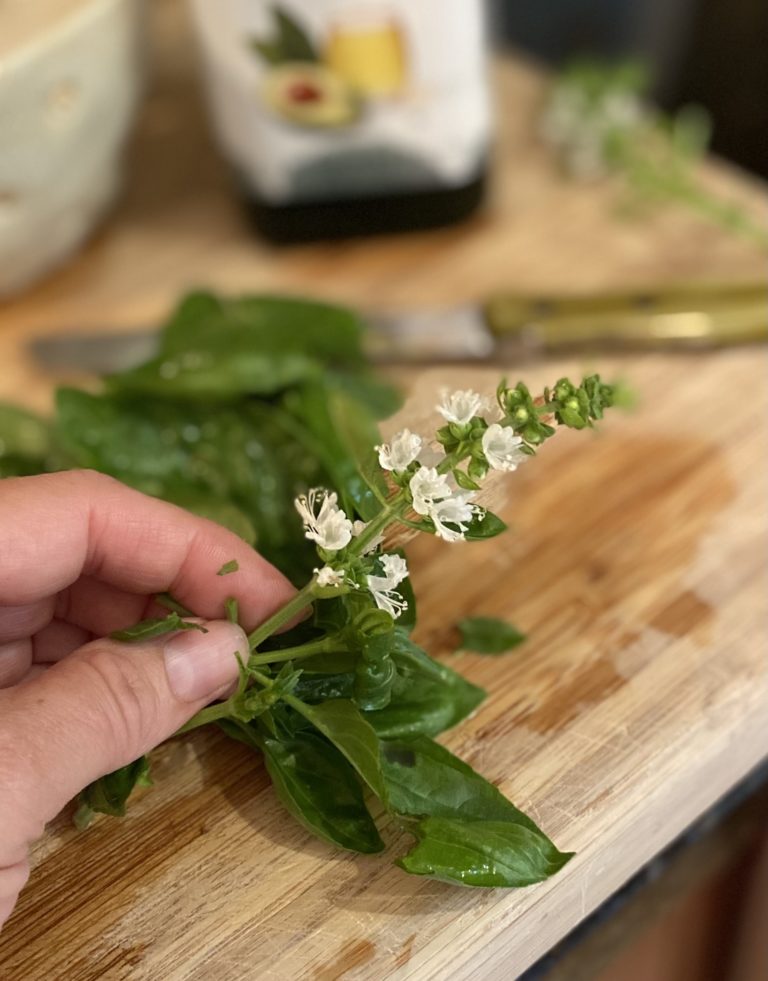Fresh picked sprig of basil with white blooms