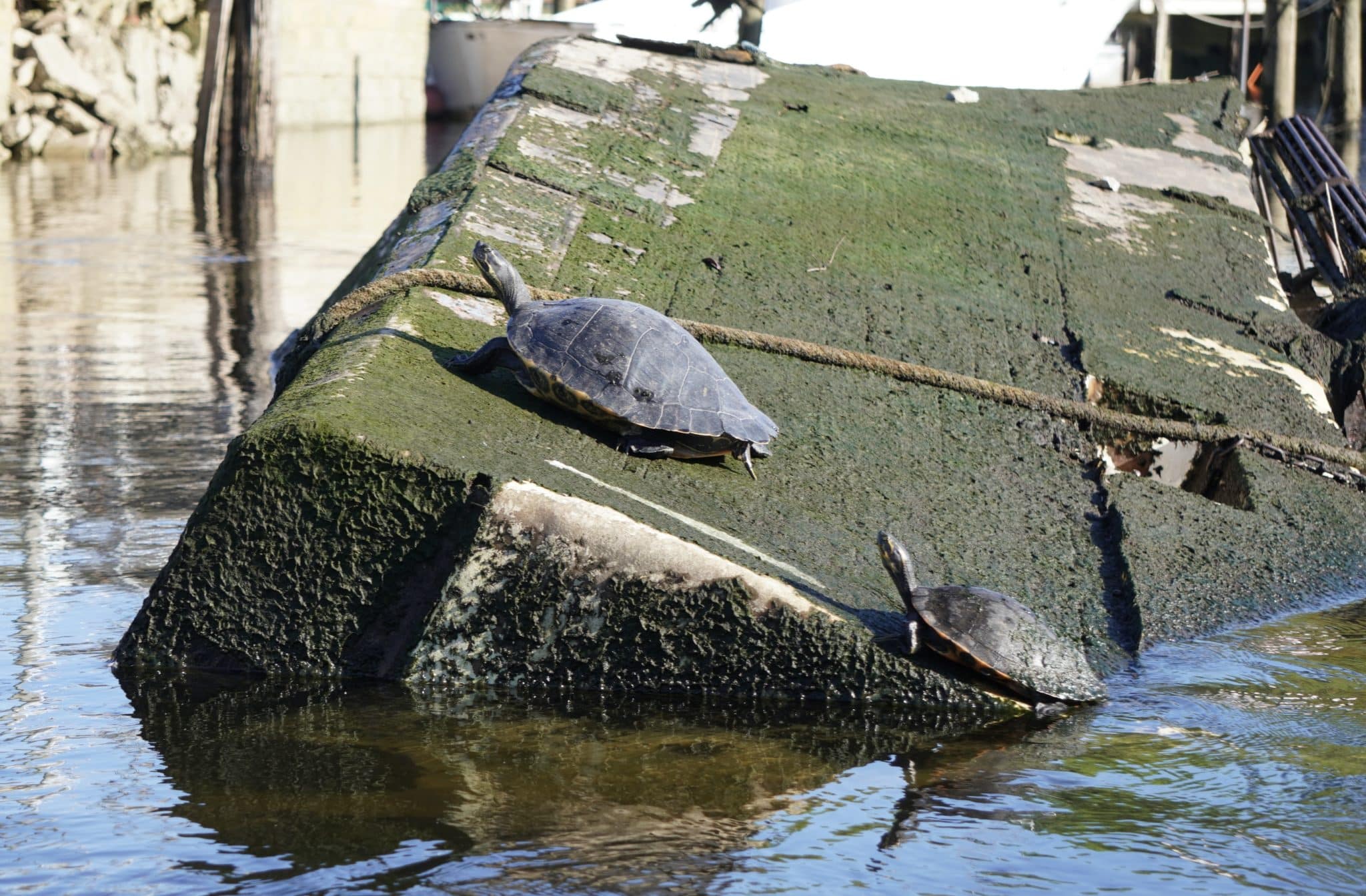 Turtles on a sunken boat following others.