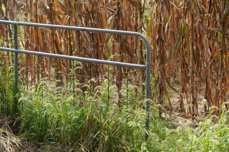 A metal farm gate opened to a field of corn