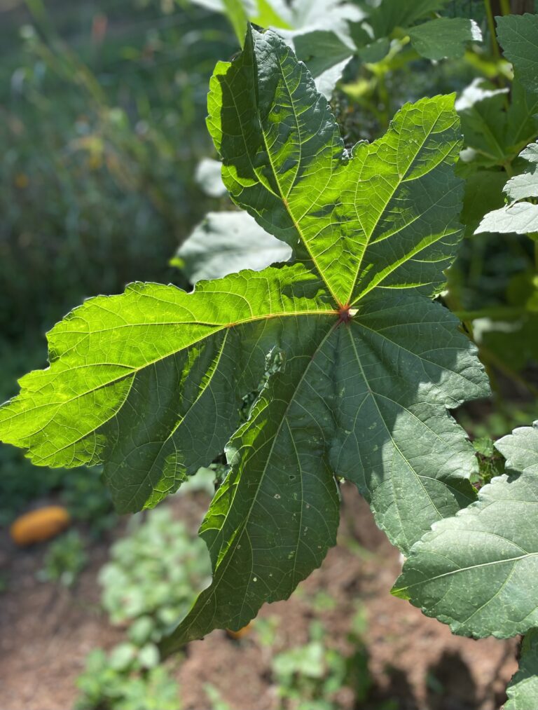 A large okra leaf ready for summer