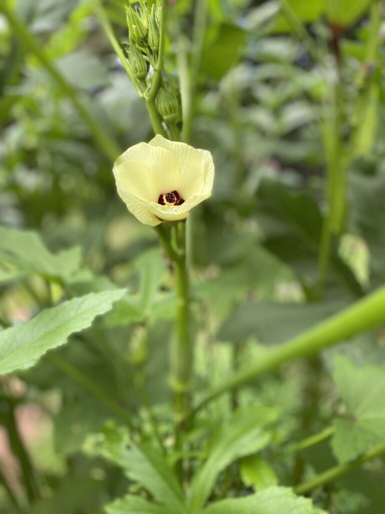 A single okra bloom in a garden