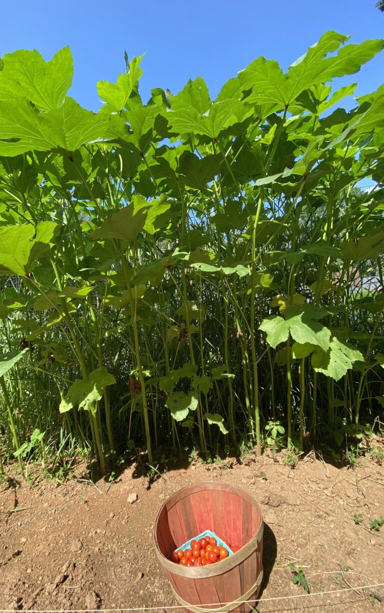 A tall okra patch ready to bloom and produce okra pods