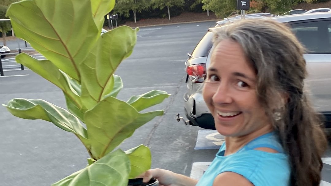 Lady in a blue shirt walking out of the store carrying a fiddle leaf fig tree.