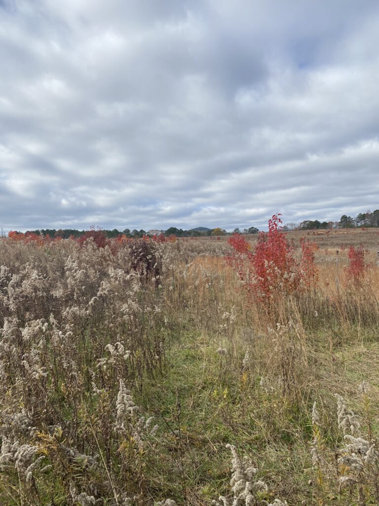 An open view of a meadow during late fall in Georgia.