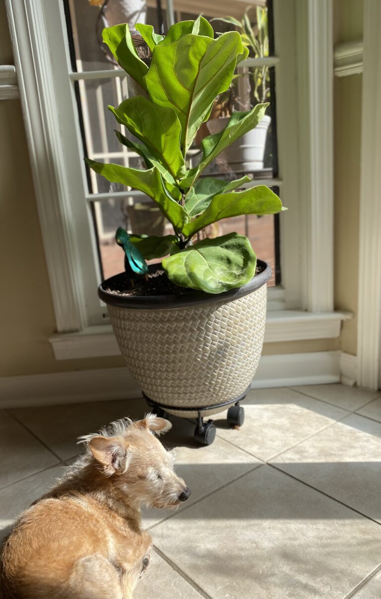 A fiddle leaf fig tree in a sunny kitchen window with a small dog resting in front.