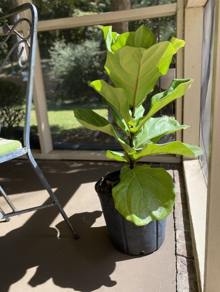 A finicky fiddle leaf fig tree on a screened porch in the sunshine.