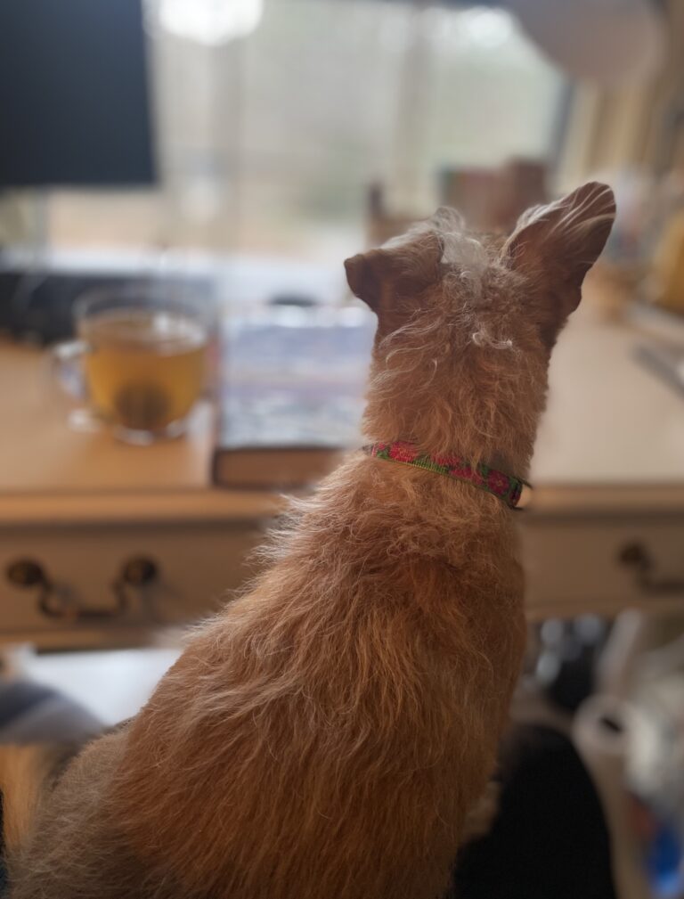 The back of a dog sitting in front of a writing desk window.