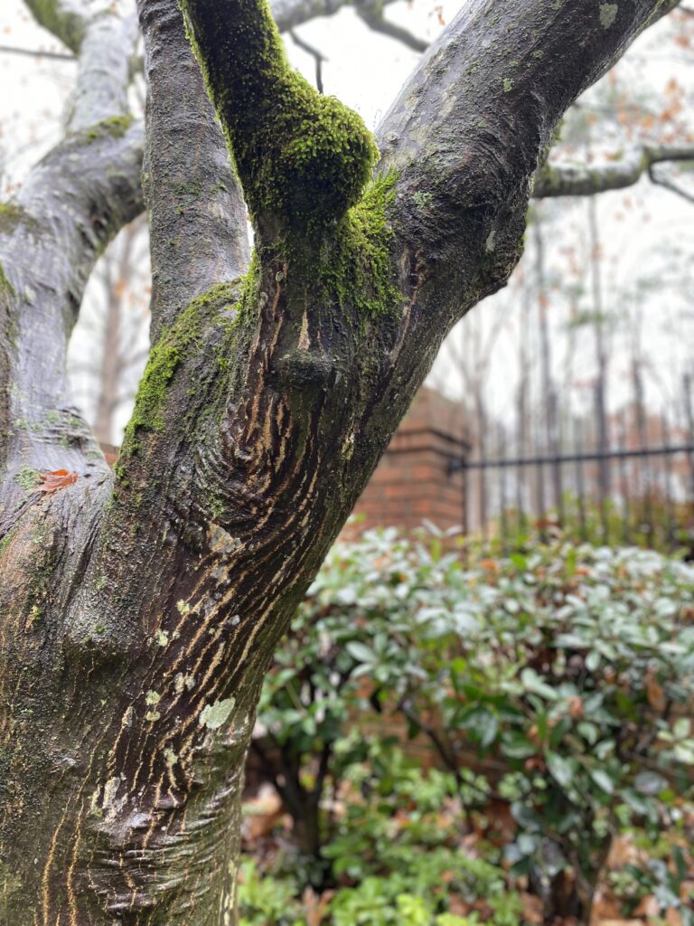The trunk of a maple tree covered in moss in the winter