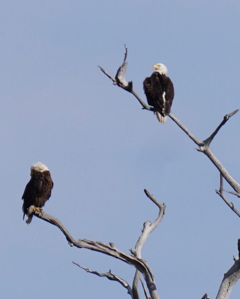 Two eagles sitting on tree branches over a river