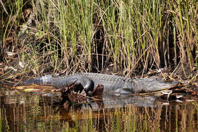 a five foot gator resting in the sun on the bank of the river by tall grass