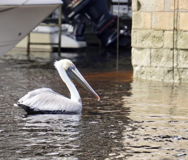 A large white pelican floating on the edge of the river next to a sea wall