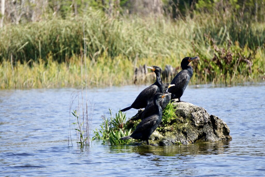 Three black ducks sitting on a rock in the river in front of tall grass.