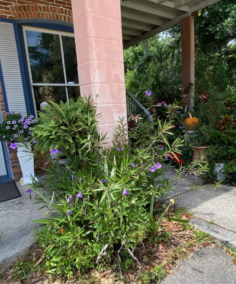 Plants and flowers in pots in front of an antique store in Micanopy Florida