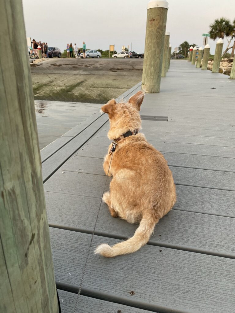 A small tan dog sits on a dock watching the people as the sun sets.