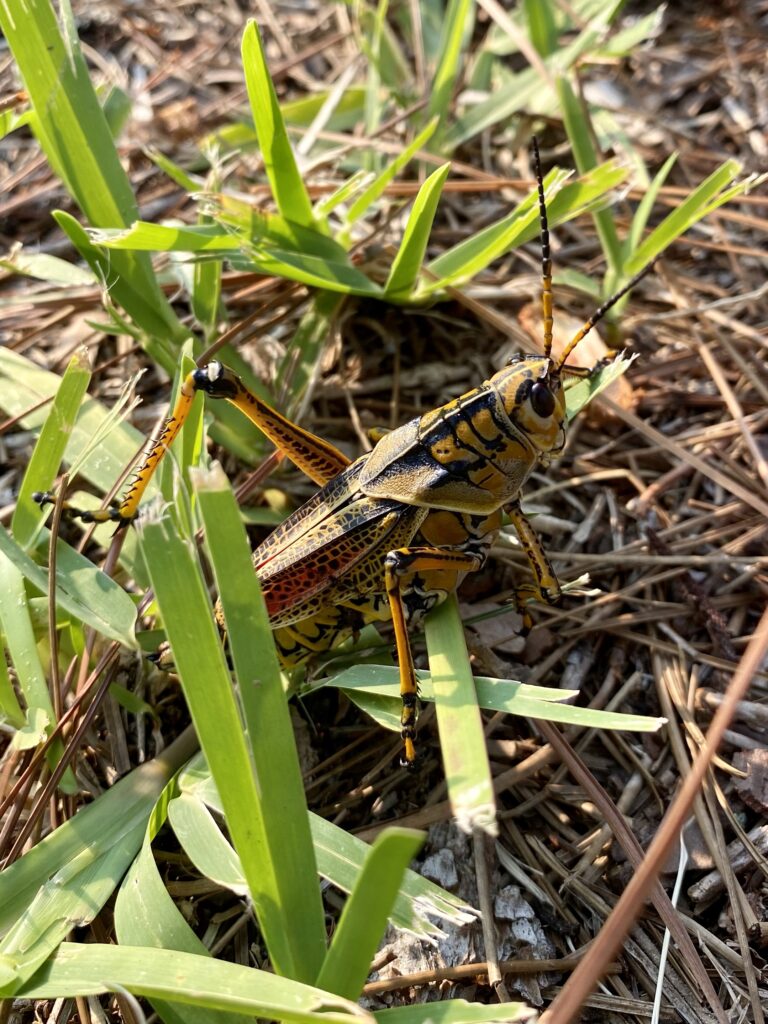 An Eastern Lubber grasshopper in the grass in Yankeetown Florida