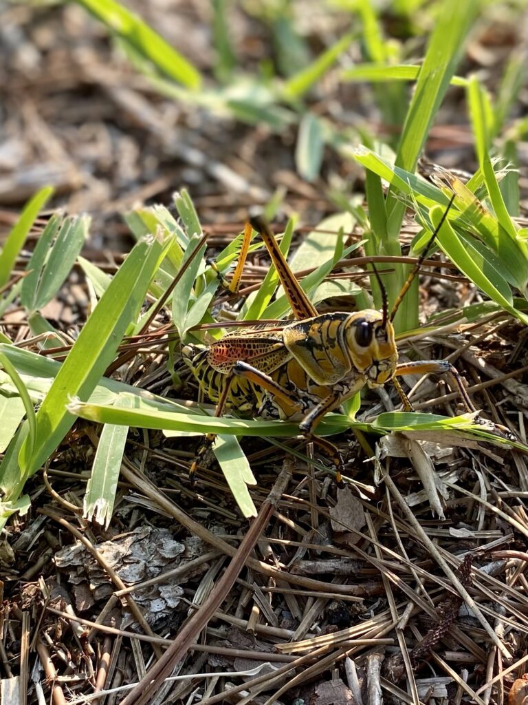 A large eastern lubber grasshopper sitting in grass in Florida