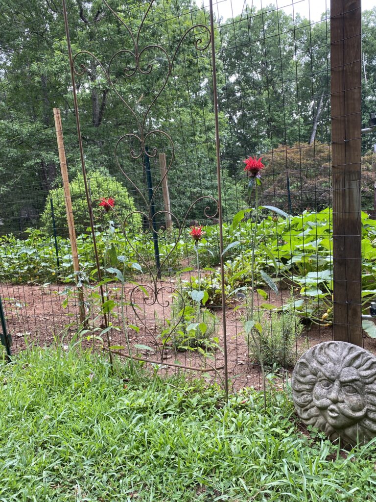 A summer garden in a backyard in Georgia