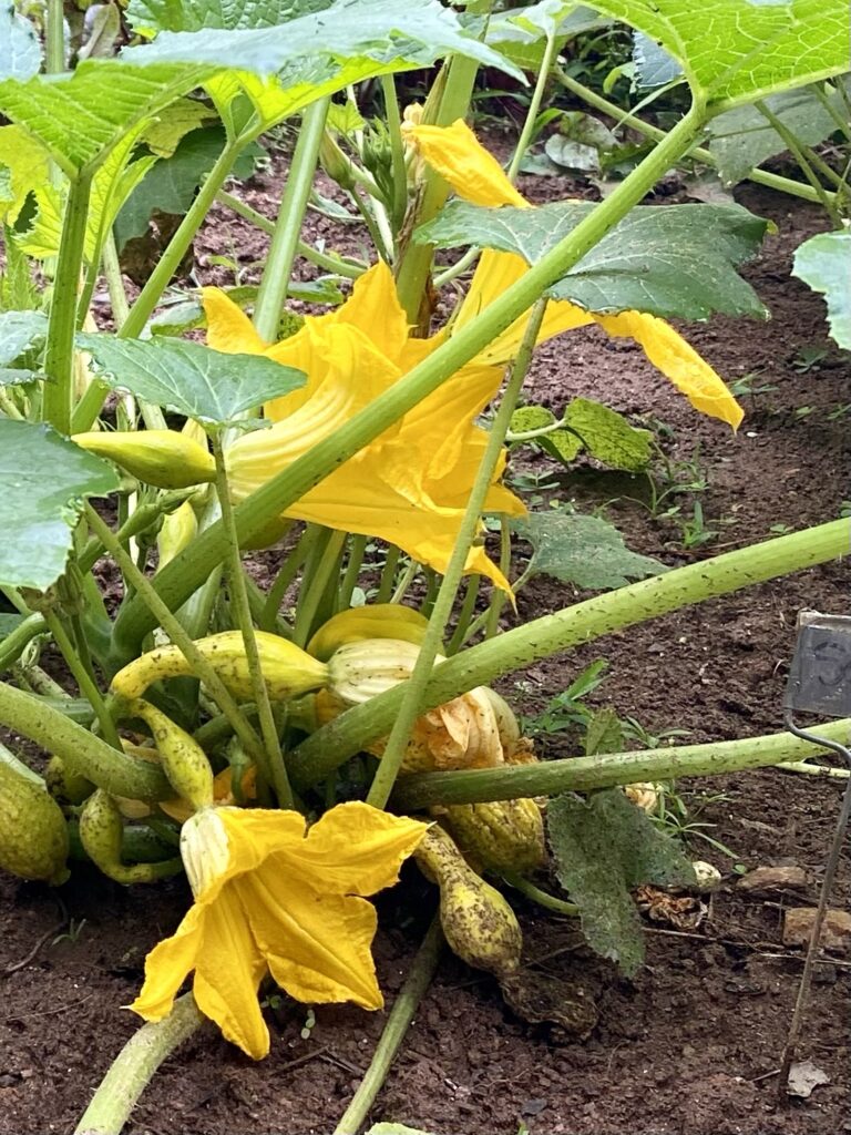 A crookneck squash plant with giant yellow blooms and new squash