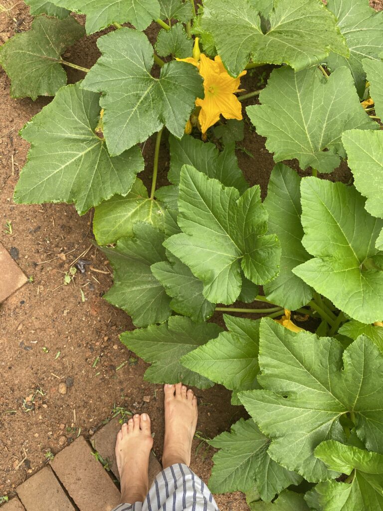 An arial view of a large squash plant with a set of bare feet next to the plant.