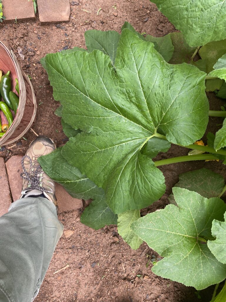 A large squash leaf next to a gardener's shoe for size comparison