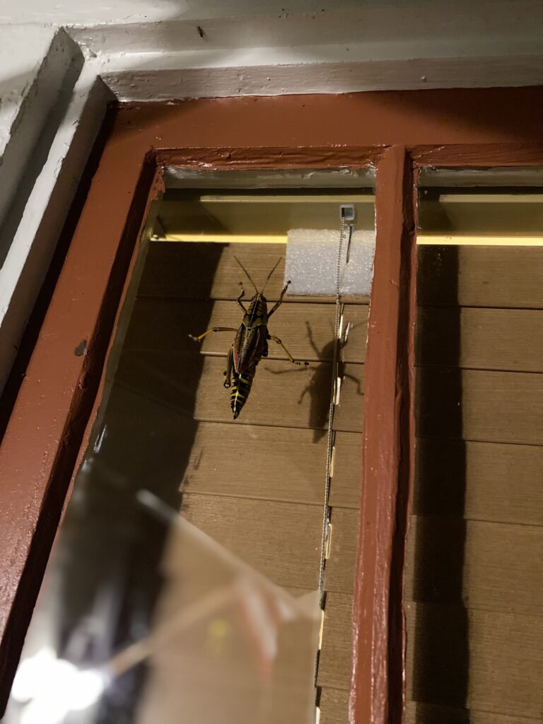 An eastern lubber grasshopper on a window at night