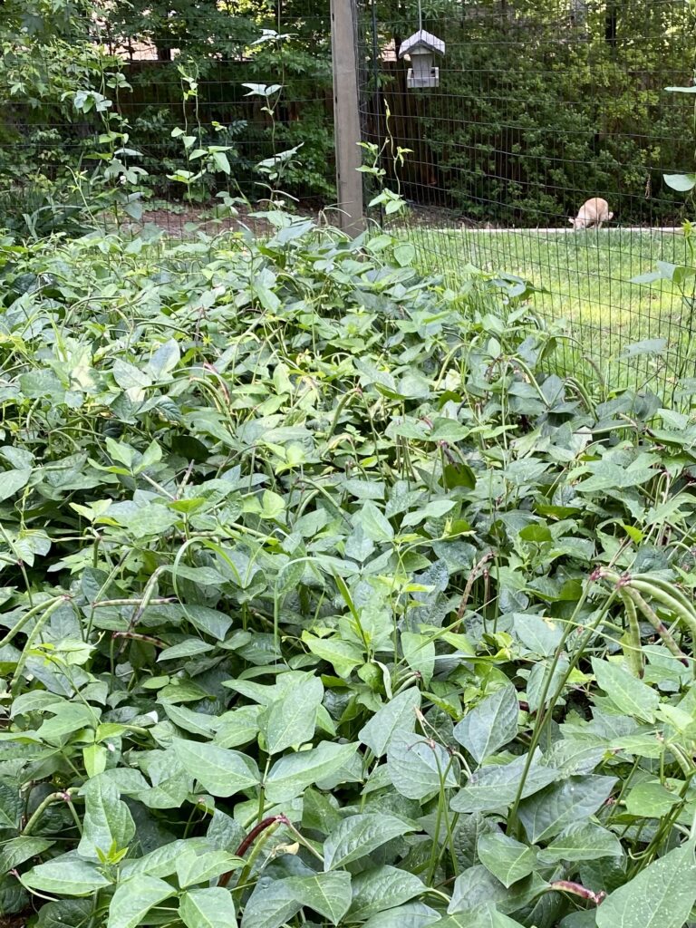 Two very bushy rows of purple hull peas in a backyard garden.