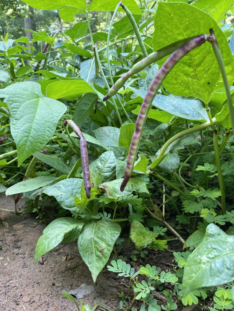 Up close picture of purple hull peas in a backyard garden
