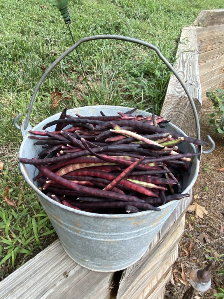 A metal bucket full of freshly picked purple hull peas